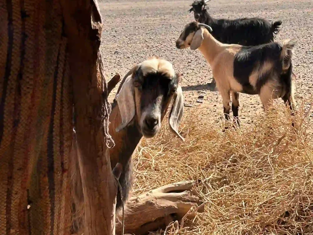 cabras